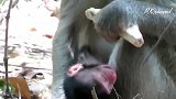 猴子实拍：可怜的新生儿！