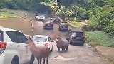 国外男子开车途中，看见河马拦车乞食