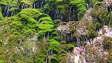 天然形成的滴水瀑布，太漂亮了