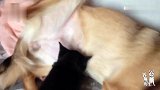刚断奶的小奶猫，进门就上狗子身上找奶吃，狗子的反应太逗了