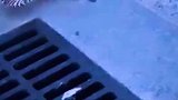 小鸭子太贪玩了，把妈妈都急坏了