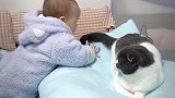猫：算了这熊孩子我惹不起，还是躲远点！