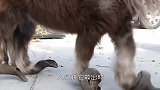 大爷发明牛蹄修剪机，一顿操作猛如虎，牛儿却表示生无可恋！