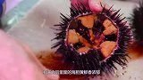 浑身是刺的“海胆”怎么吃？看完大厨这顿操作，口水止不住啊！