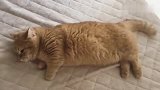 猫咪真是越胖越小气，主人摸一下都不让
