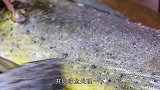 日本海鲜大王鱼，味道鲜美，终于吃到了果然名不虚传