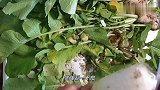 想不到小萝卜这样做，很有食欲，又脆又辣爽
