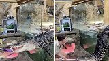 美国：一只饥饿鳄鱼咬住饲养员喂食的钳子从围栏中爬出来抢肉
