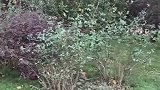 熊猫：我还是快走吧，这么多人看着我呢！