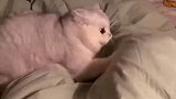 主人嫌小猫咪吵，把它赶出房间