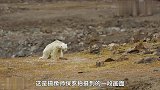 为什么不能给快饿死的北极熊喂食？人类的爱心行为，却是违法的？