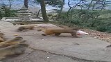 这猴子真厉害，竟然自己叼着一袋水果跑了，其它猴子都不敢上去抢
