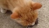 猫：主人你看，我给你抓了只老鼠回来！
