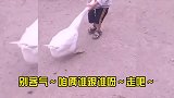 搞笑配音：来自橘猫的眼神杀