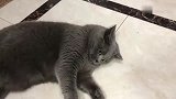 猫咪：摸一下一个小鱼干，铲屎官你来吧