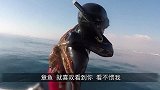 “鲨鱼大战章鱼”，鲨鱼以为是一顿大餐，结果想走都来不及！