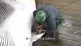 日本渔民捕获的超巨型鲨鱼，上岸直接屠宰，场面太壮观了