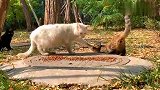 白猫号称中华气死猫，性子烈脾气爆容不得其它猫与之共食！拉架！