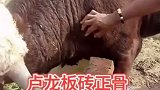 外国人真暴力，给养殖的牛正骨，直接用板砖
