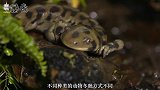 冬眠技术再获成功，老鼠的大脑被动手脚后，睡了整整一个星期