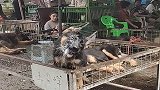 狗狗为了减轻家里负担，直接把雨水当成矿泉水喝，真是没谁了！