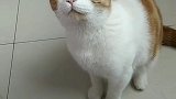 好萌的猫咪：不给它吃就这样的表情对我