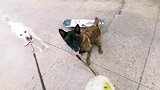 跟警犬抢玩具，它急得开口骂起来了，拉车的田园犬旺财表示很淡定