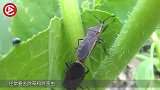 农村称为“土狗”的害虫是什么，经常毁坏庄稼！如今几百块一斤