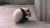 国宝大熊猫死亡后，都是怎么处理的看完让人难以接受