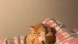 猫：铲屎的快把你的臭脚拿开，不然我挠你了！