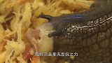 这种蜗牛居然有6000颗牙，“嗞溜”一声，吃蚯蚓就像吃面条！