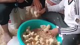 农业养殖的小鸡仔