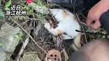 废弃钓钩随手扔困住猫咪，男子施救脱困