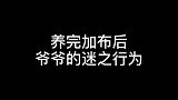 加布越来越受宠了
