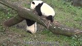 熊猫宝宝受了委屈，哭泣地找奶爸求安慰，网友：我也想抱抱！