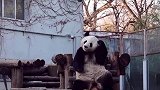 老婆都讨不到的萌兰，却是熊猫界的好男人担当