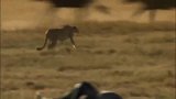 猎豹偷袭角马，动物难以逃脱最快的捕猎者，猎豹取胜！