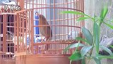 极品画眉鸟的叫声，余音绕梁，三日不绝