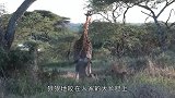长颈鹿妈妈为保护幼崽，和狮群对峙，母爱太伟大了