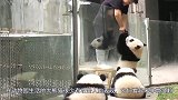 为啥熊猫咬人后会绝食？因为内疚吗？饲养员告诉你原因！