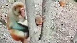 小猴子头卡在了树杈上，猴妈为救小猴子差点打了摄影师