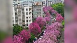 广西柳州20余万株洋紫荆花盛开 城市“如施粉黛”