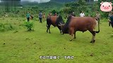 大黄牛来到斗牛场，没想到对手竟十分强壮，头直接被按在地上摩擦