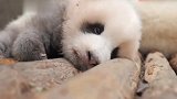大熊猫嘟嘟嘴，奶妈：你又想碰我的瓷