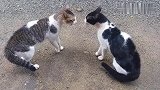 两只猫咪一决高下，来一招君子动口不动手！