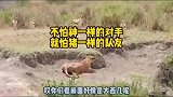 狮子：不怕神一样的对手，就怕猪一样的队友啊