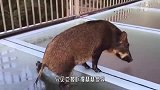 野猪闯入玻璃桥，直接刹不住车了，野猪：麻麻，我想回家！