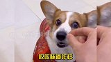 狗子生气的样子好搞笑