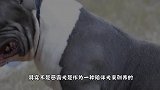 外表凶悍的恶霸犬，看家家里的小狗后，变身为老大哥模样