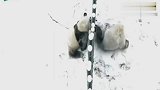 傲娇熊猫看到雪地,放下偶像包袱,立马嗨玩,这还是高傲的国宝嘛